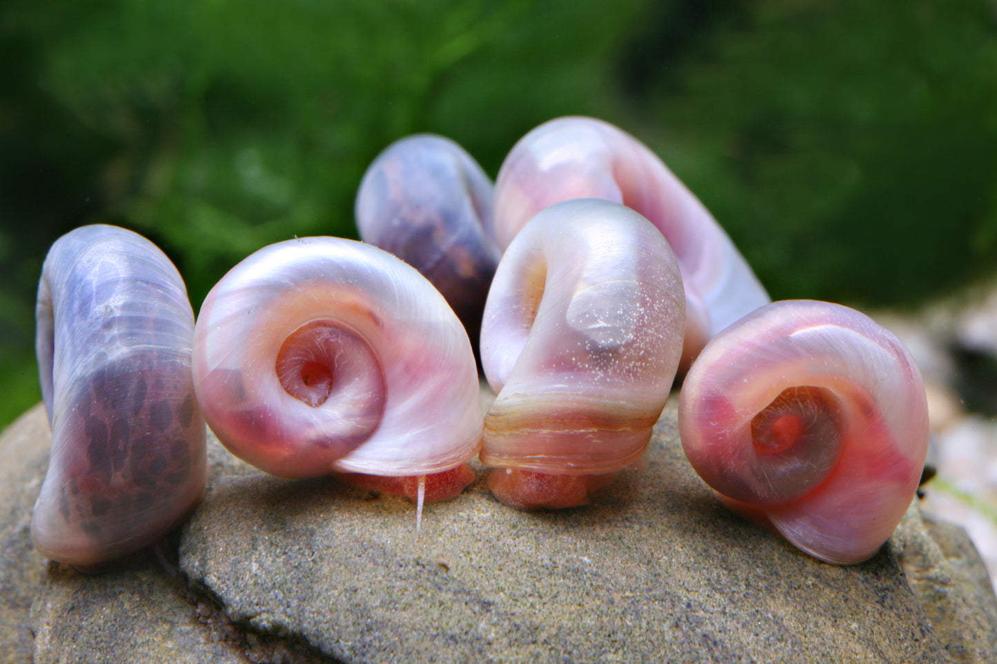 Posthornschnecke „Rosapink" Mix 6 Stück