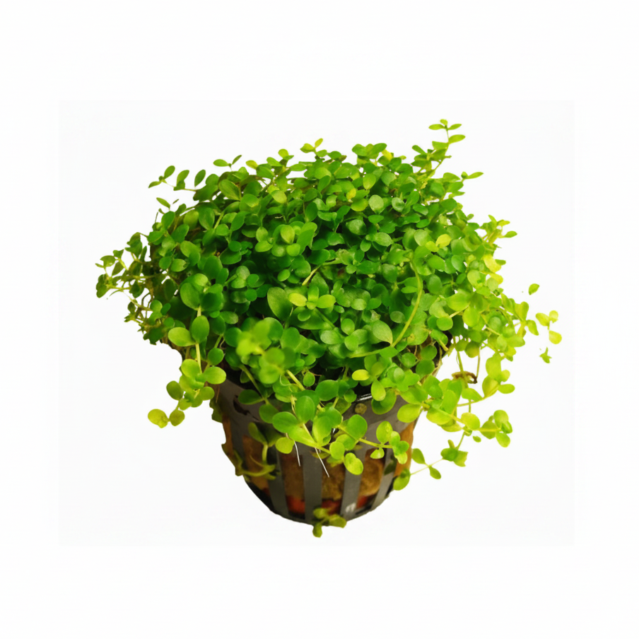 Monte Carlo Perlenkraut – Micranthemum tweediei „Monte Carlo“