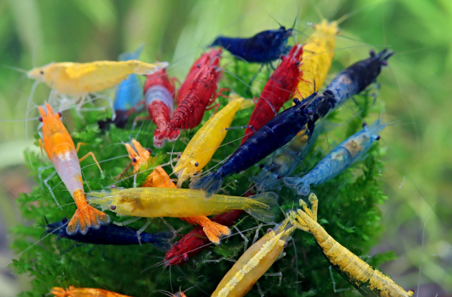 Garnelen MIX Neocaridina david