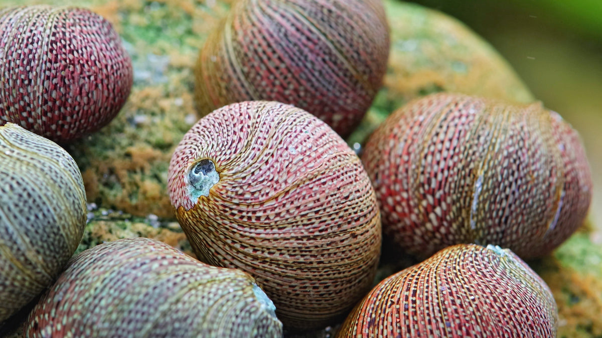 Schwarzpinke Rennschnecke - Vittina pouchetii