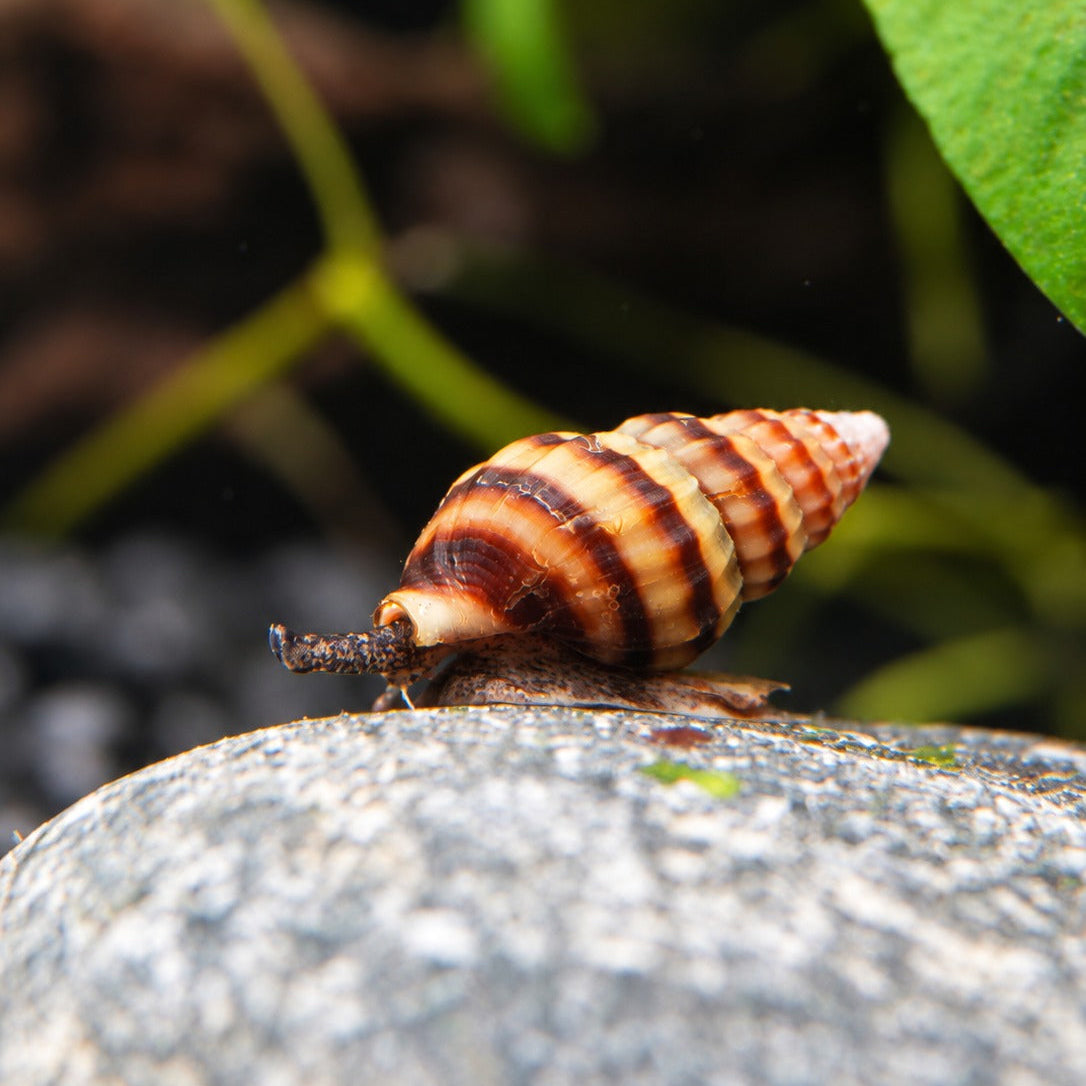 Raubturmdeckelschnecke – Anentome helena