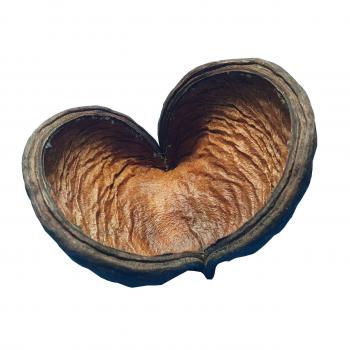 Badam-Schote
