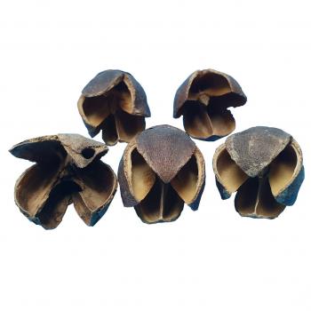 Bakuli (5 Stück)