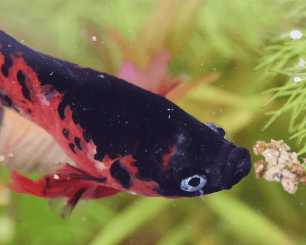 NatureHolic Betta Booster - Kampffisch Futter - 12g