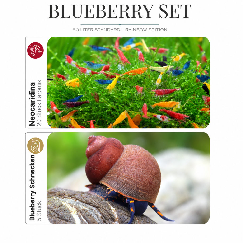 Blueberry-Set mit neuen Garnelen- und Schneckenbildern