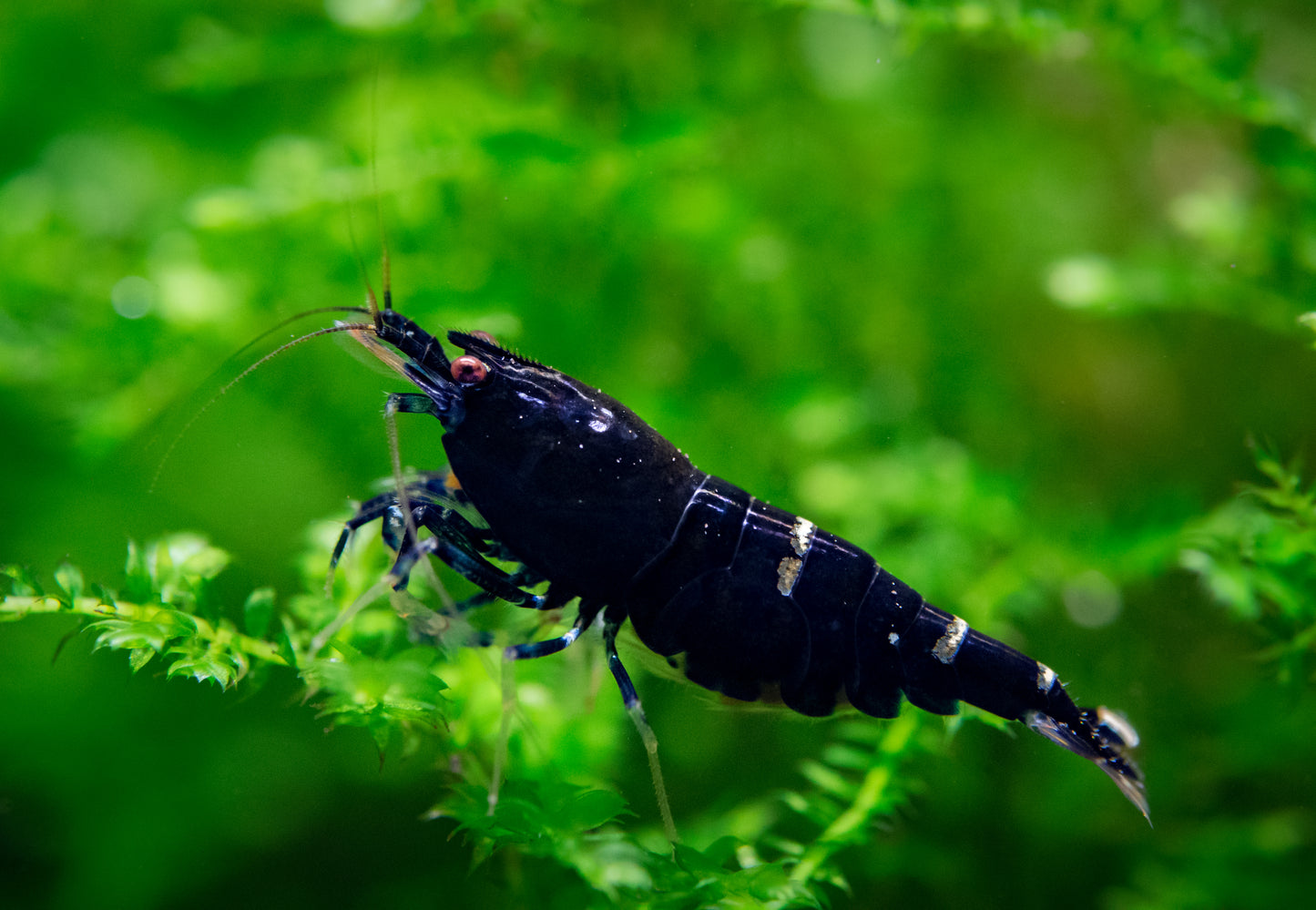 King Kong Garnele - Shadow Garnele - Taiwan Bee - Caridina sp