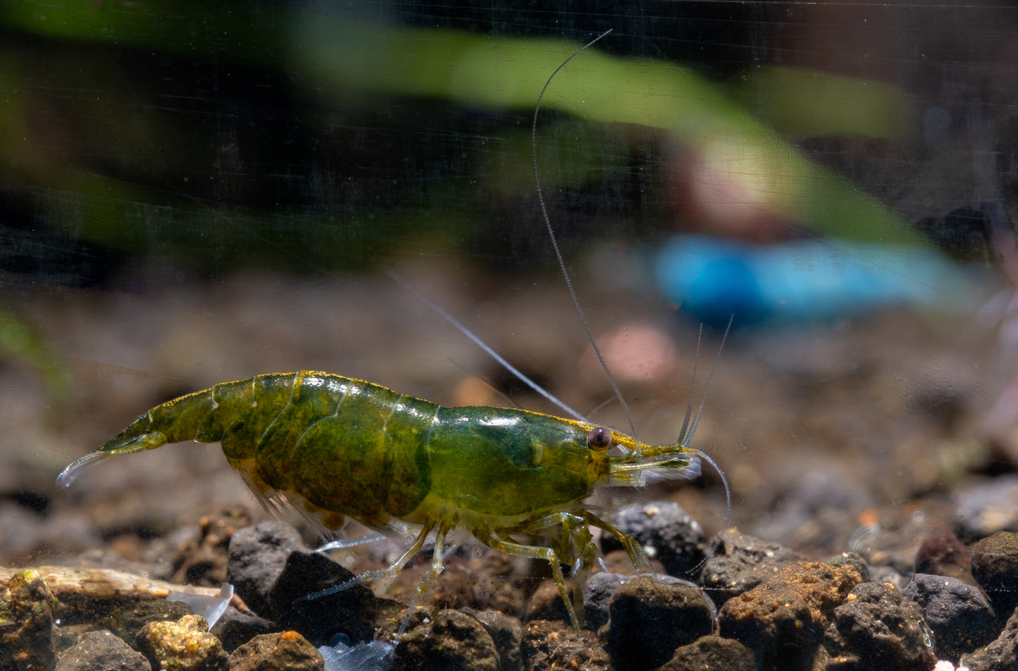 Green Jade Garnele - Neocaridina davidi