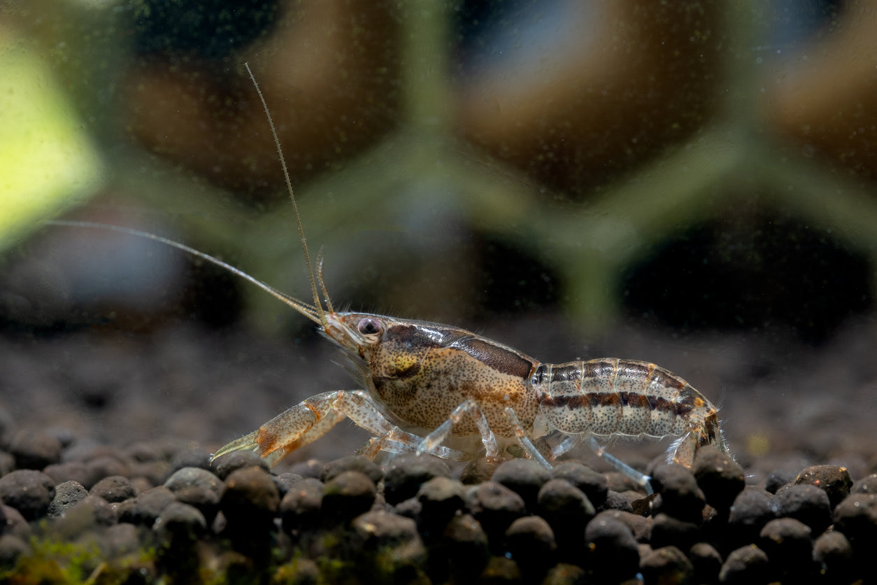 Zuchtgruppe - Zwergkrebs Cambarellus diminutus 3 Weibchen 1 Männchen