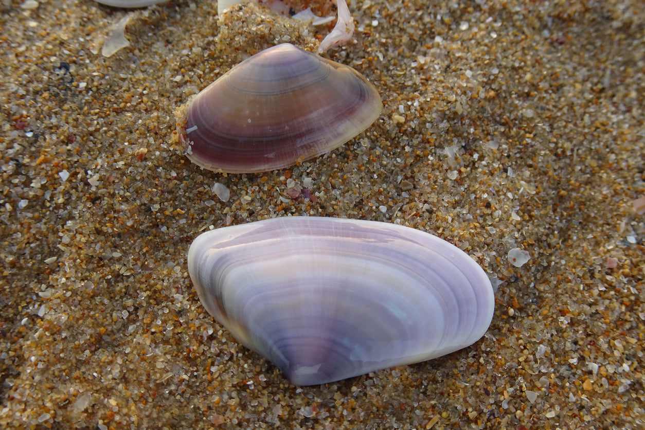 Tropische Muschel "Violette Herzmuschel"- Batissa violacea