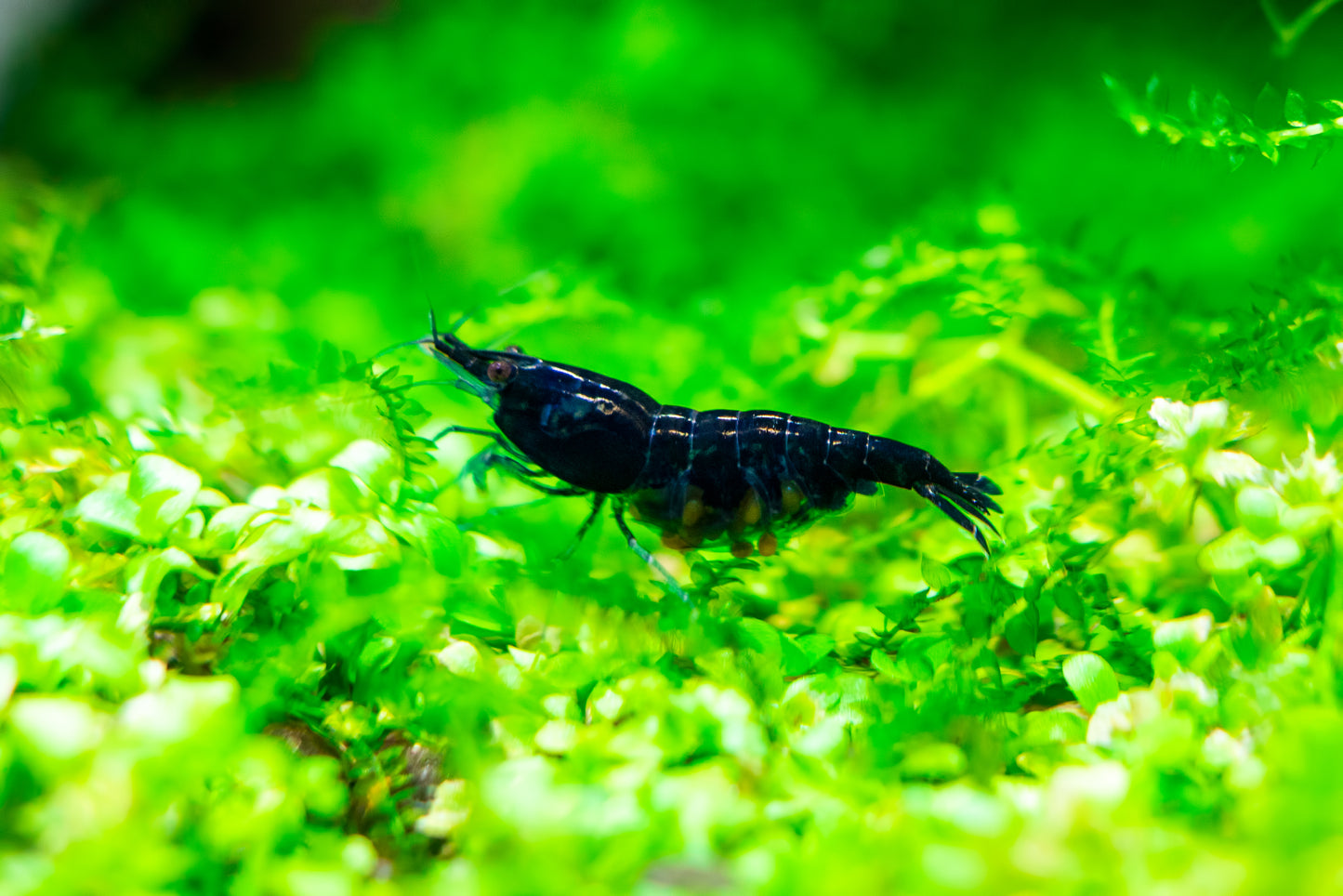 Pregnant Blue Dream Shrimp - Neocaridina davidi