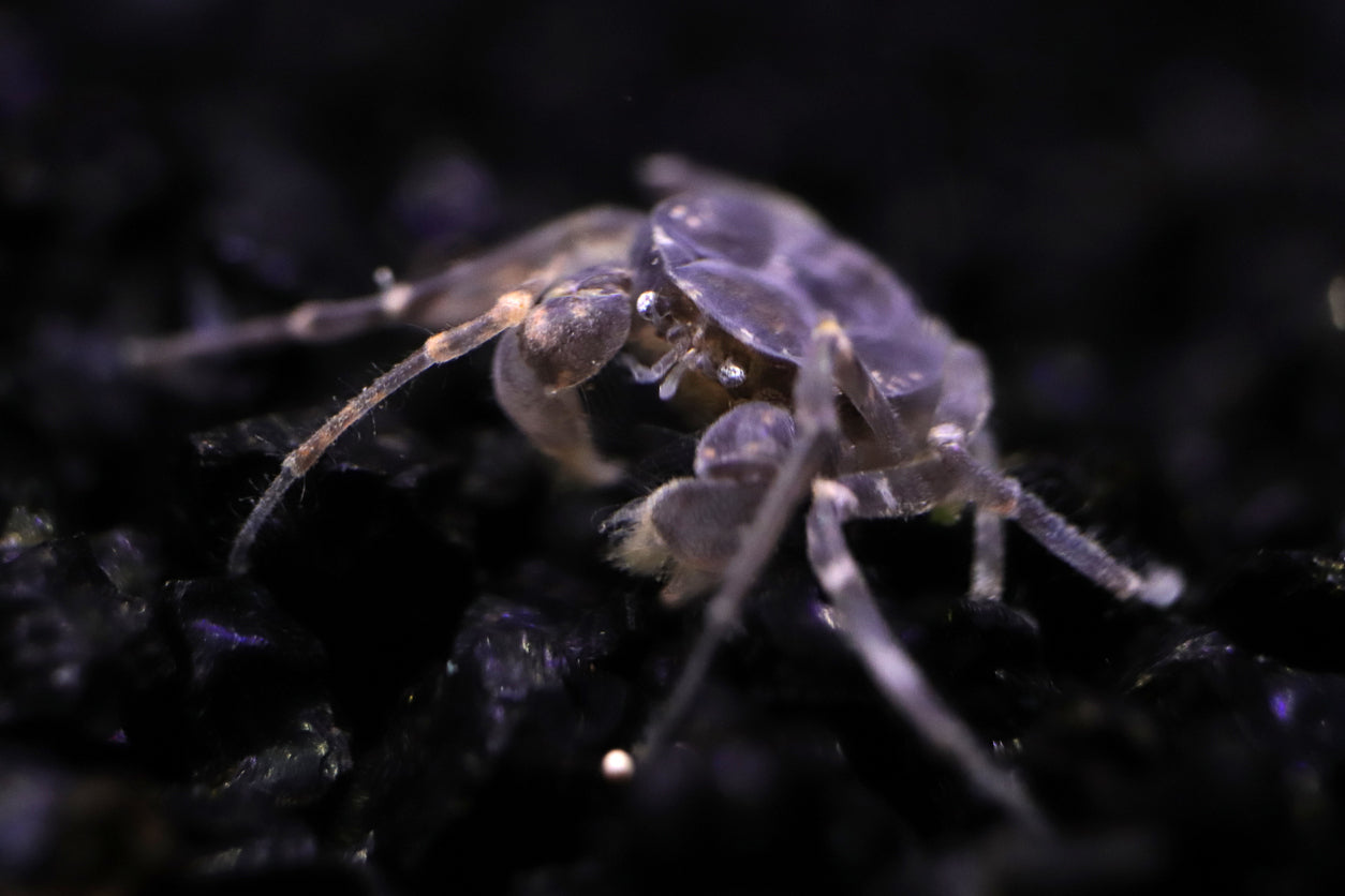 Thai Mikrokrabbe (Limnopilos naiyanetri)