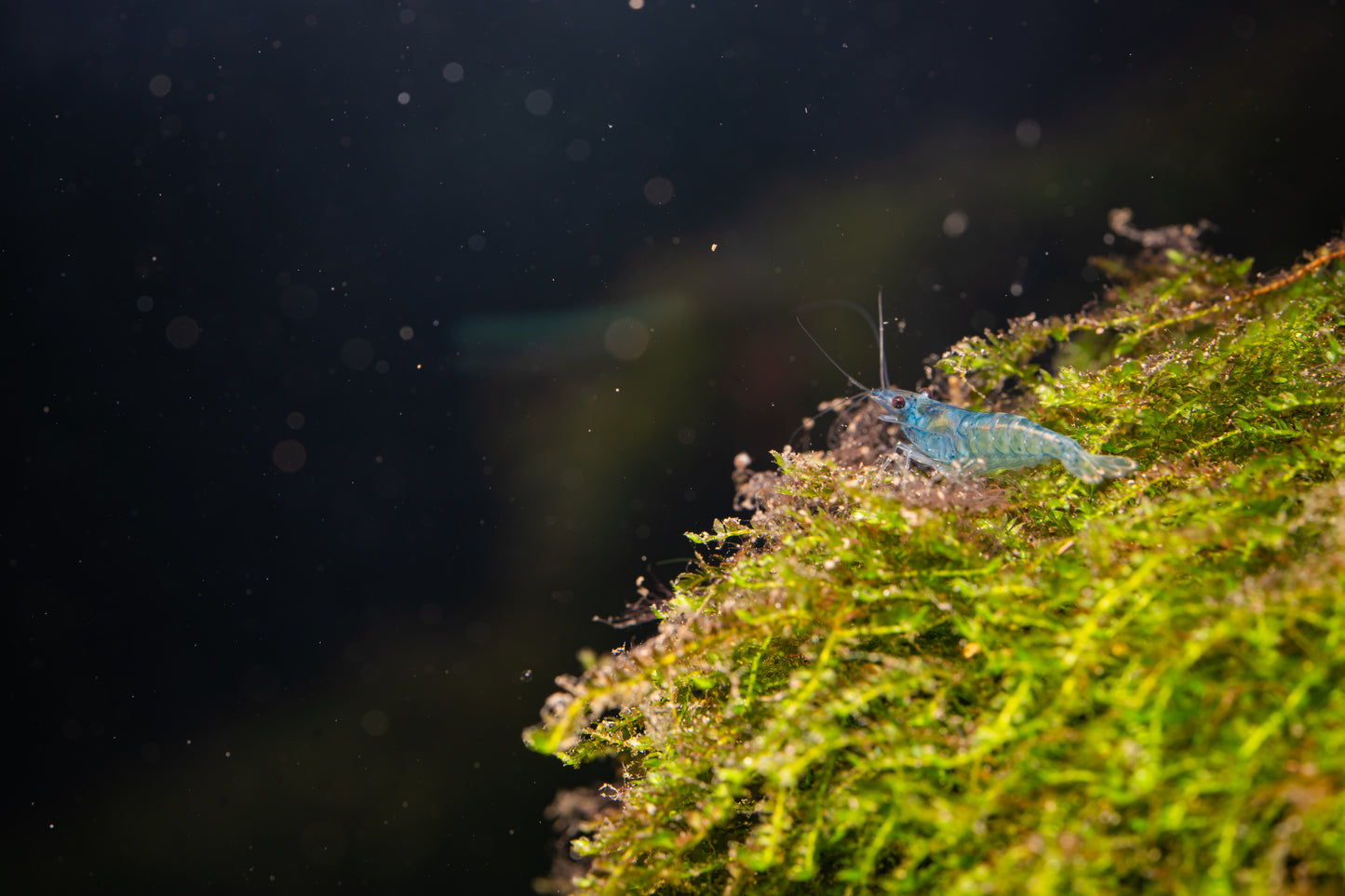 Blue Jelly Garnele - Neocaridina davidi