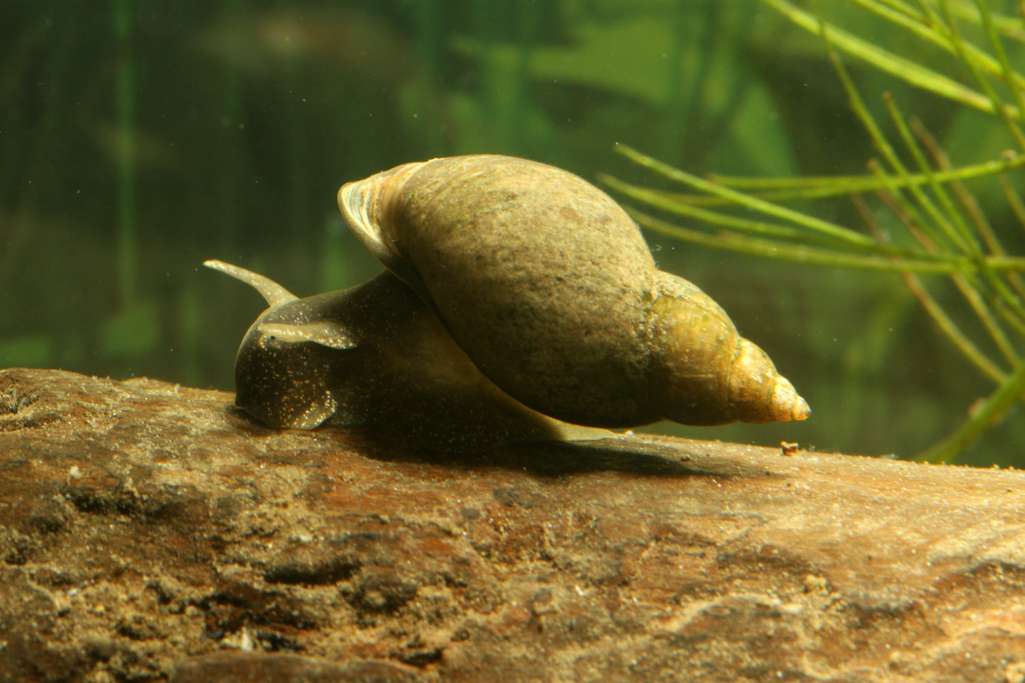 Yoda Schnecke (Eiförmige Schlammschnecke) - Radix balthica