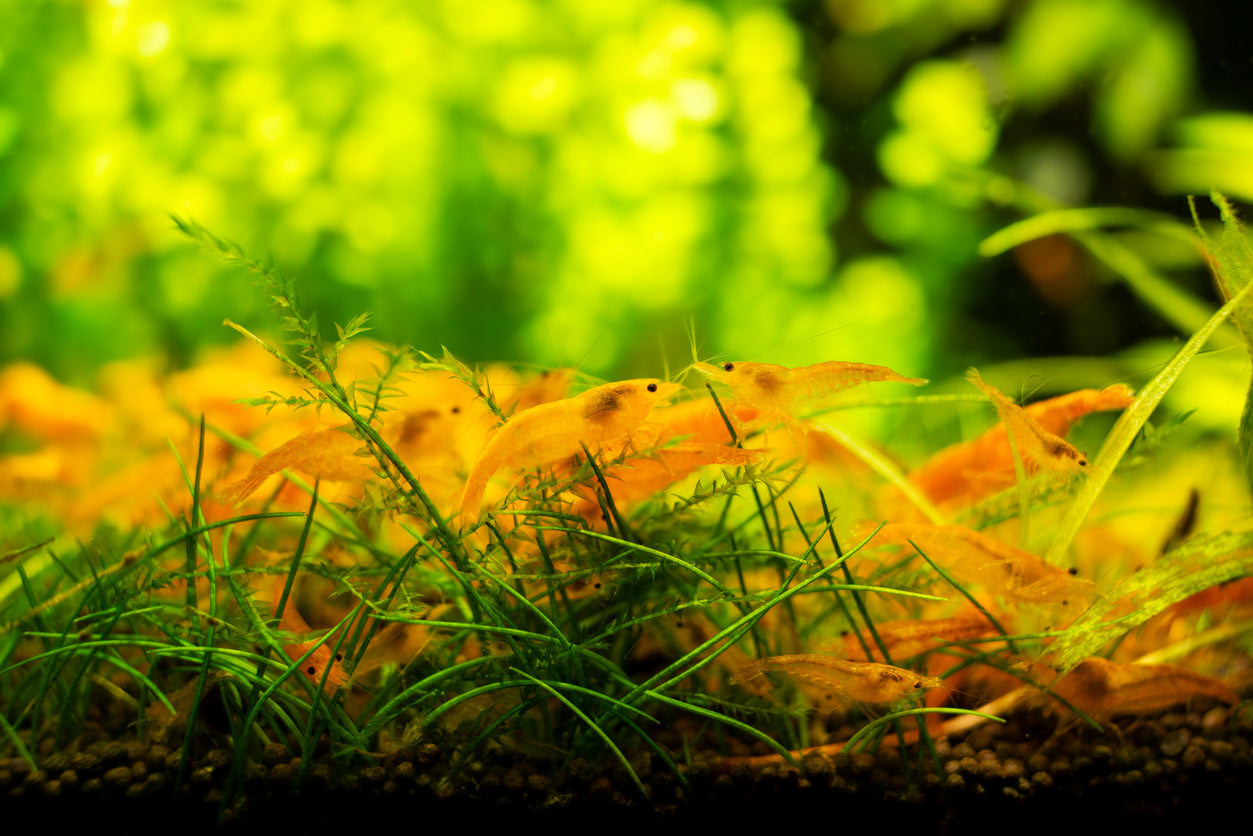 100 Yellow Fire Garnele - Gelbe Garnele - Neocaridina davidi "Yellow "