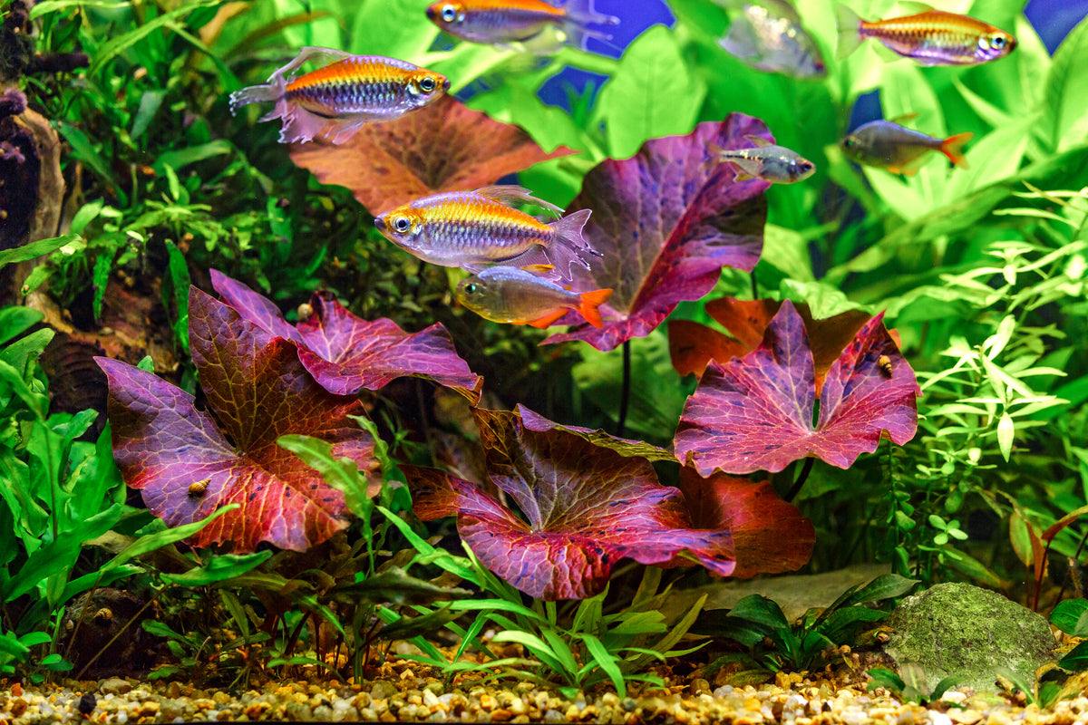 Nénuphar tigre rouge (bulbe) - Nymphaea zenkeri