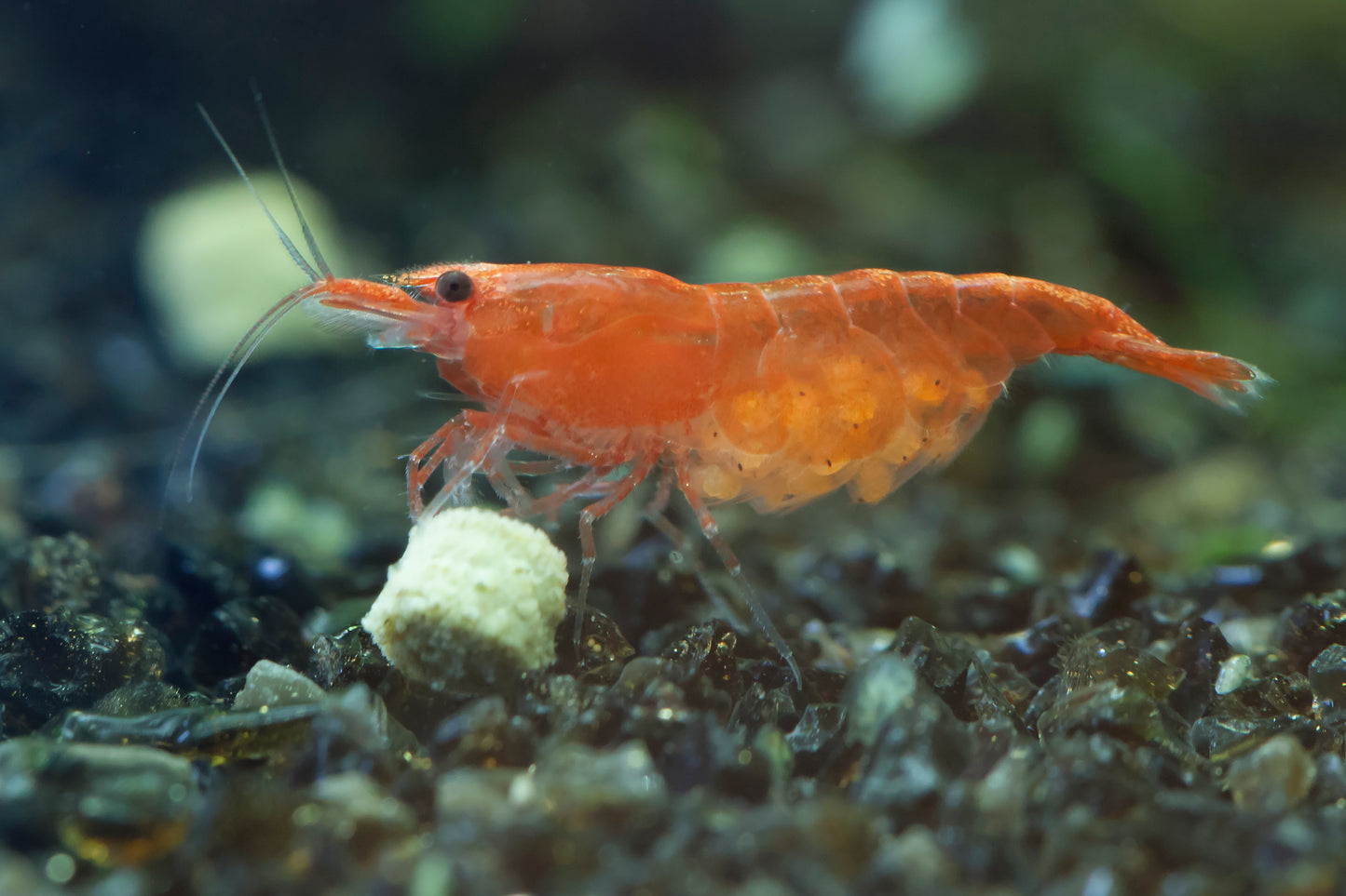 Tragende Orange Sakura - Neocaridina davidi