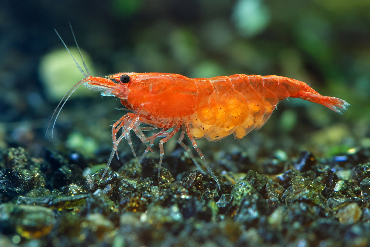 Tragende Orange Sakura – Neocaridina davidi