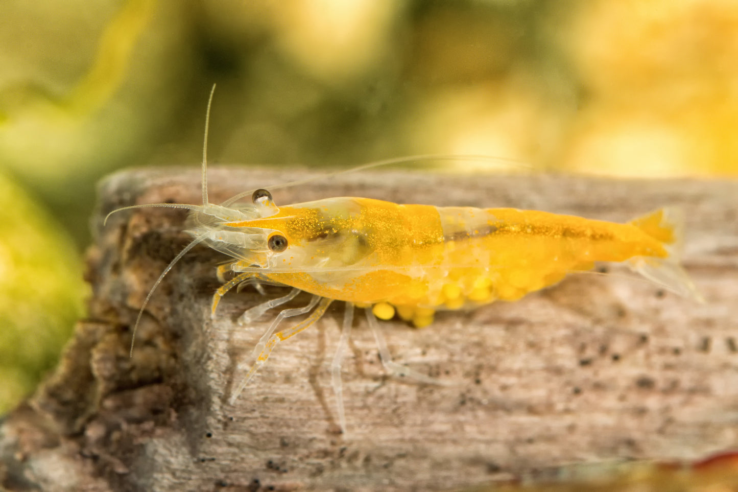 Tragende Yellow Fire Garnele - Gelbe Garnele - Neocaridina davidi "Yellow "