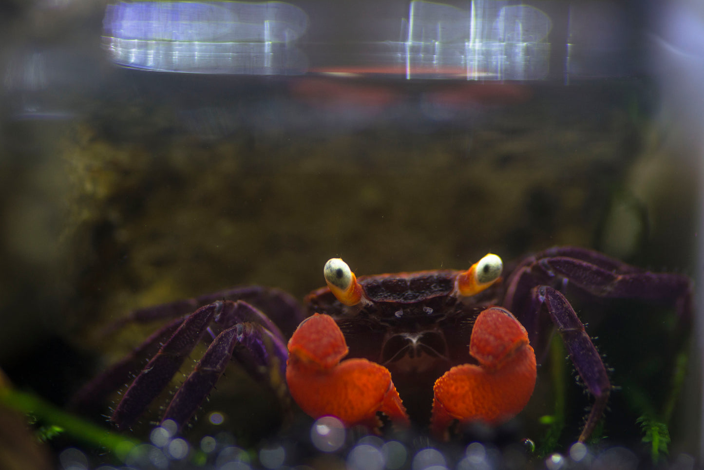 Vampirkrabbe „Fire“ – Geosesarma hagen | Farbintensive Krabbe für Paludarium & Aquaterrarium