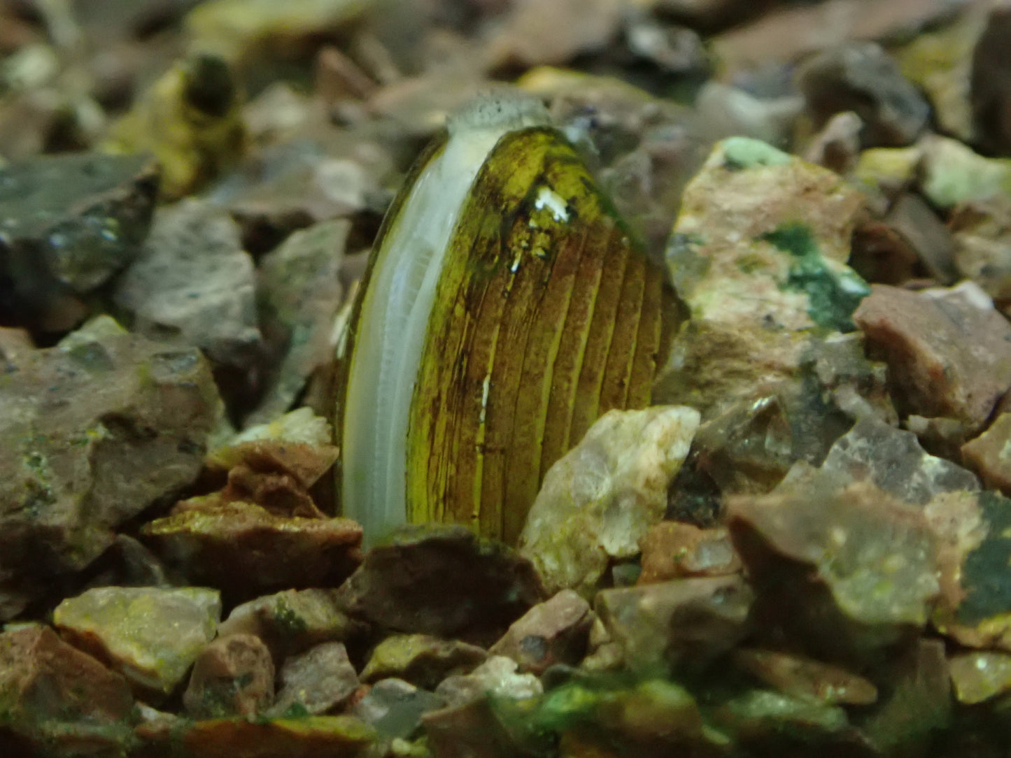 Tropische Muschel "Zwergrillen" -Corbicula sp.