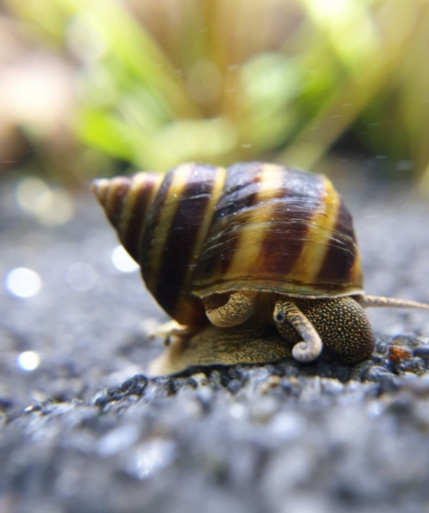 Pianoschnecke - Taia naticoides