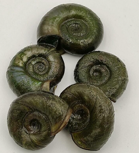 Posthornschnecke