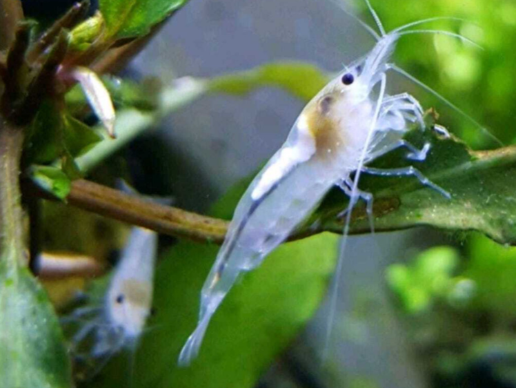 White Pearl Garnele - Weißperlengarnele - Neocaridina palmata "White"