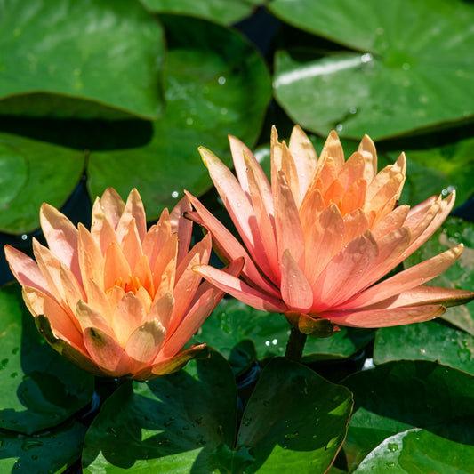 Georgia Peach