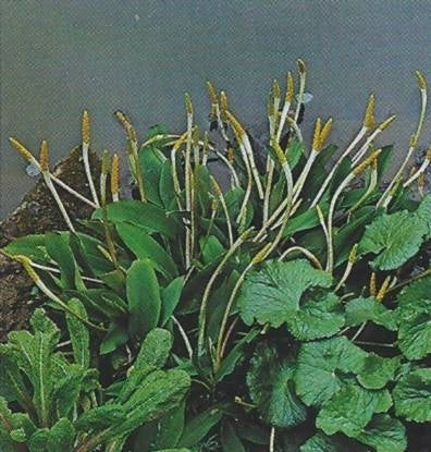 Goldkeule