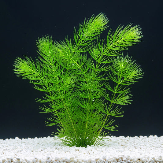 Hornkraut