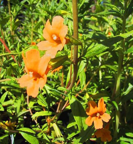 Gauklerblume, orange
