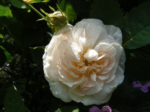 tub. Maxima