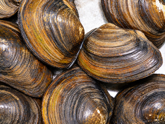 20 XXL Teichmuscheln