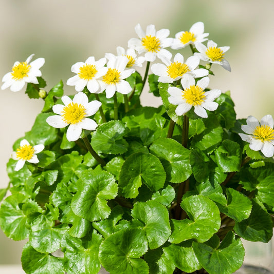 Kaschmir Dotterblume, weiße