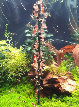 Shrimp-Lollies Himmelsbogen-Mix (11 Stück)