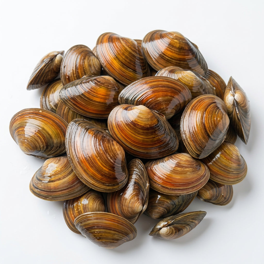 200 Stück Teichmuscheln 10 bis 15 cm (aus Europa)