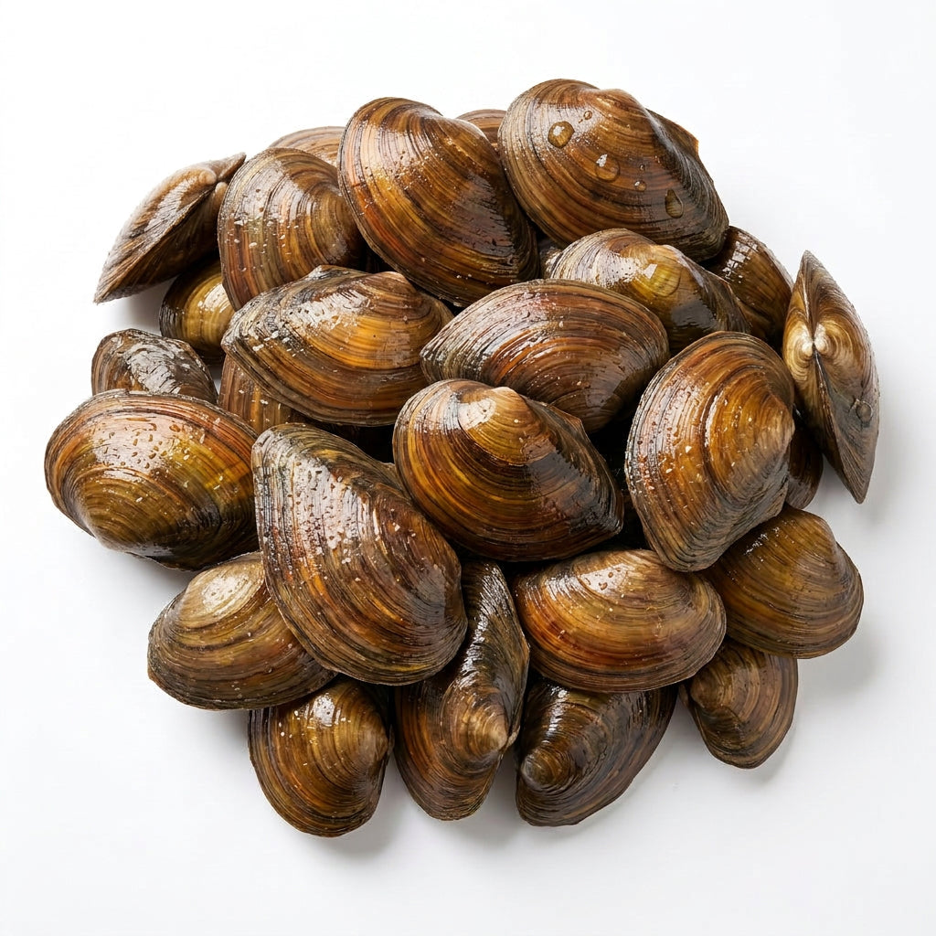 200 Stück Teichmuscheln 7 bis 10 cm (aus Europa)