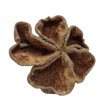 Landlotus
