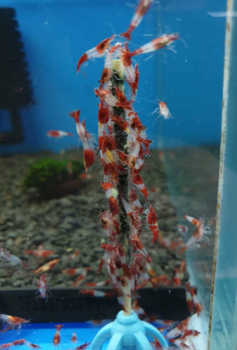 Nano-Lollies Color-Boost (12 Stück)