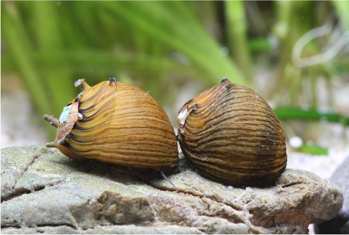 Geweihschnecke Sun