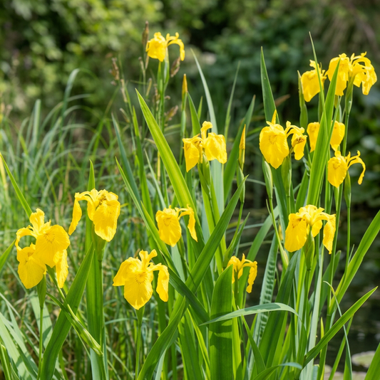Sumpfschwertlilie, gelbe