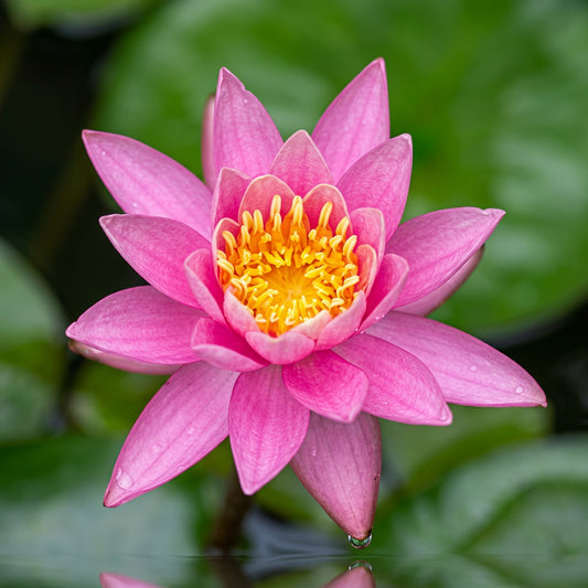 Pink Beauty