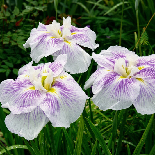 Japaniris, weiß