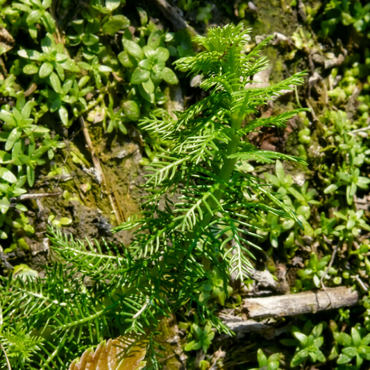 Tausendblatt