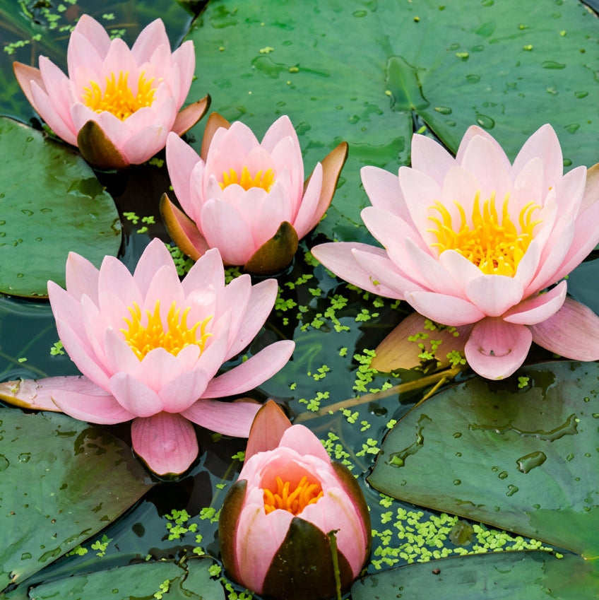 Marliacea Rosea