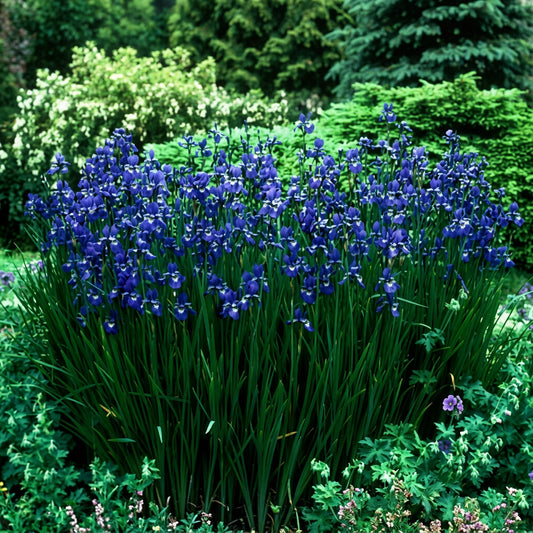Wieseniris, sibirische