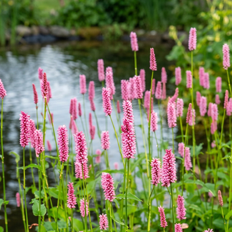 Wiesenknöterich