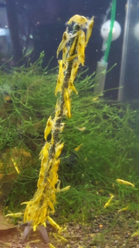 Shrimp-Lollies Nature (10 Stück)