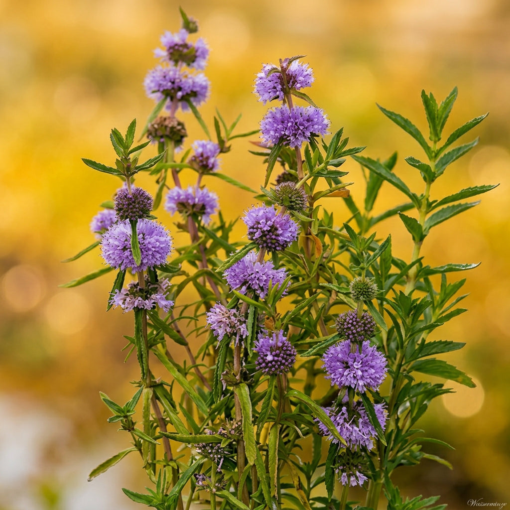 Wasserminze, violettblau
