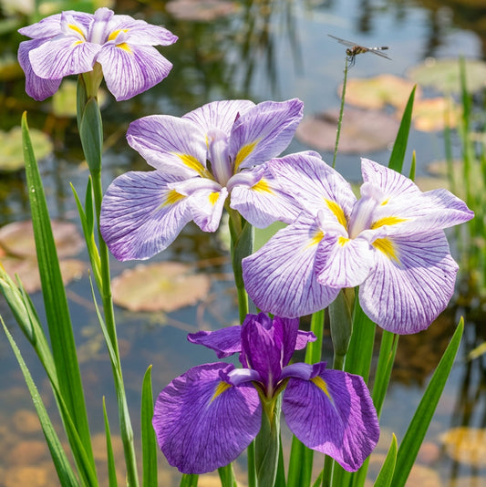 Japaniris, violett